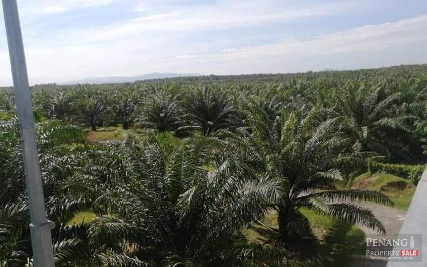 Oil Palm Land – Tasek Gelugor , Seberang Perai