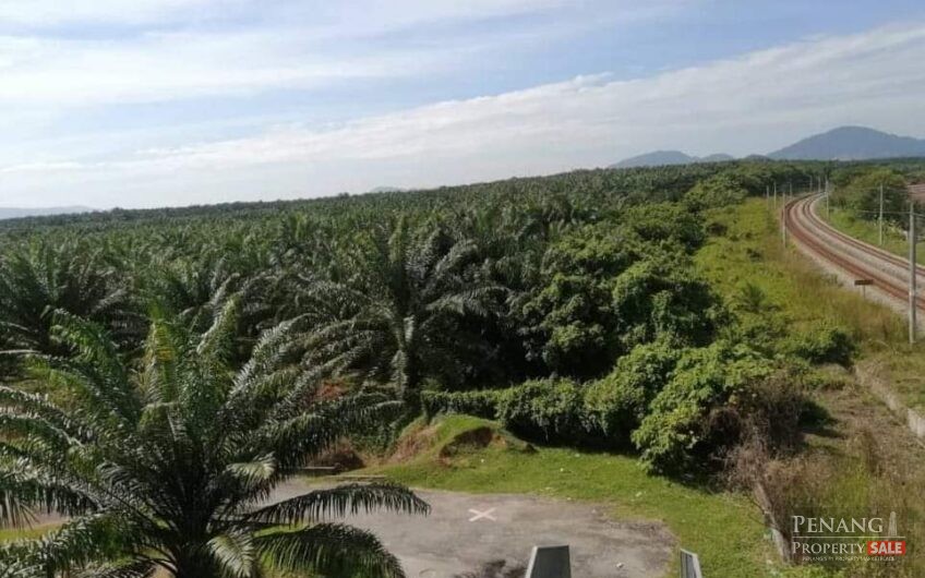 Oil Palm Land – Tasek Gelugor , Seberang Perai